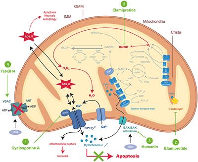 Therapeutic Peptides to Treat Myocardial Ischemia-Reperfusion Injury